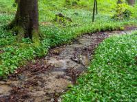 Kleinerer Bachlauf umgeben von Bärlauch Blütenfelder